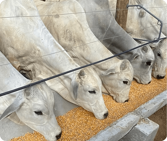 Crédito de Aquisição